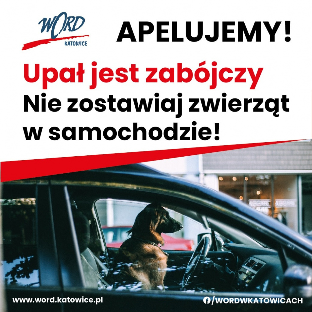 Zdjęcie-Nie zostawiaj zwierząt w samochodzie!